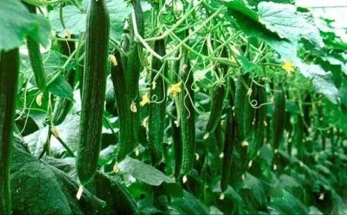 今日吃瓜地址 必吃大瓜,揭秘吃瓜地址背后的惊人真相